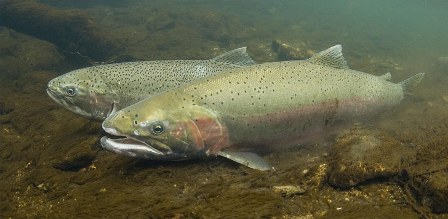 steelhead_trout
